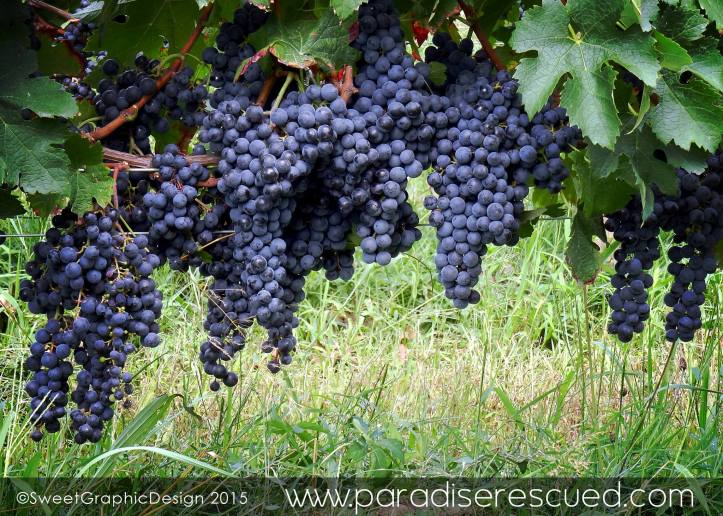 PR MerlotMegaFruit 2015