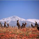 LasRocas_OldVineVineyard