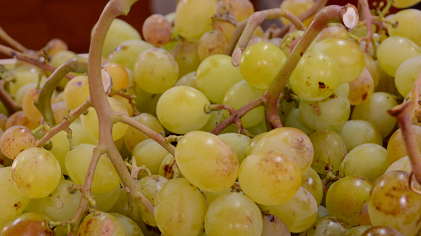 Moscatell Grapes
