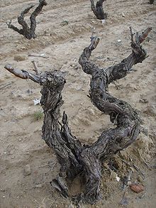 Rioja Alavesa Old Vines