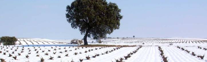 Rueda Vineyard