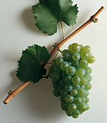 Verdejo Grape