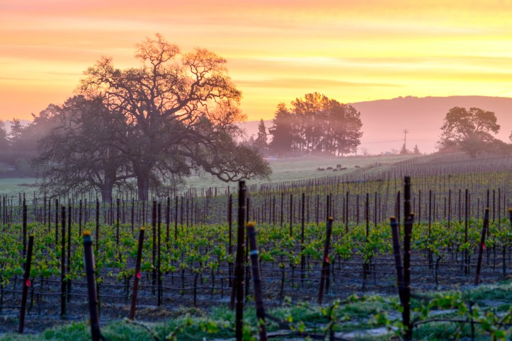 Vineyard Sunrise istock