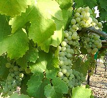 Viognier Grapes