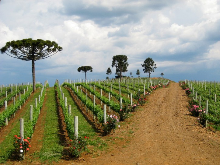 Planalto Catarinense