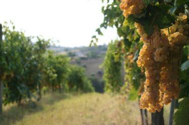 Pecorino Grapes