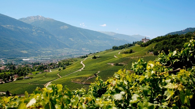 vineyards-in-valais-switzerland