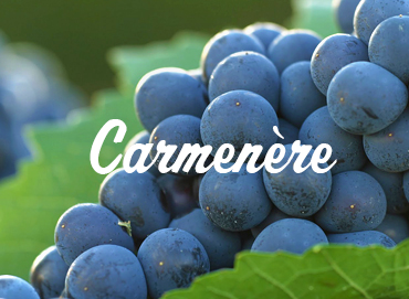 carmenere-www-vinhobr-com_-br_