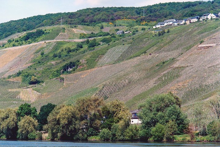 graacher-himmelreich-vineyard-mfr