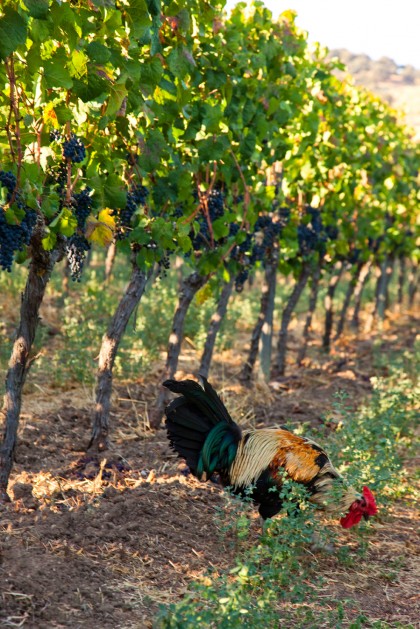 Rooster F Schatz Ronda