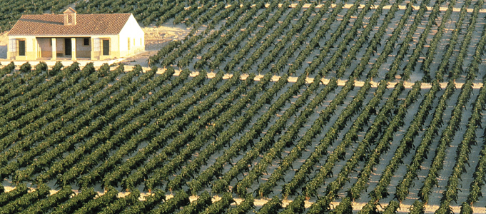 Andalucia Vines Wines from Spain