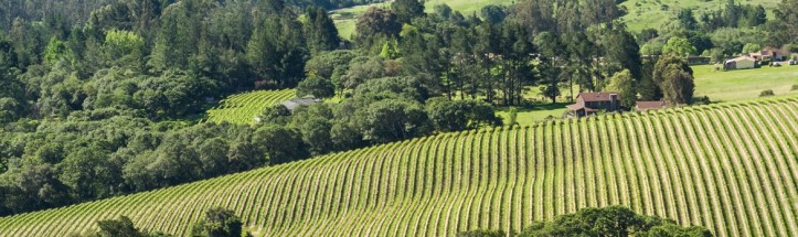 Balletto Vineyards Website