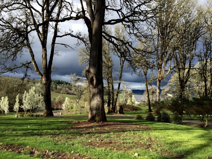White Oak Trees Left Coast Cellars