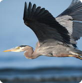 symbol_blue-heron