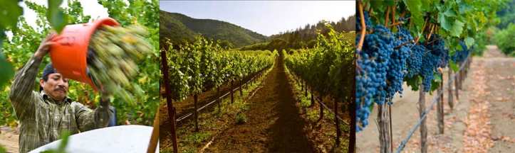 Pedroncelli Vineyards