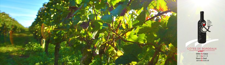 cotesdebordeaux__077253400_0948_31032016