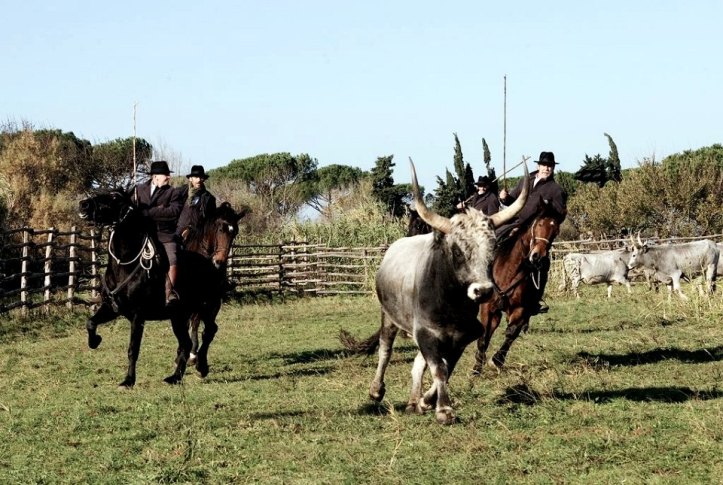 Butteri from Butteri dAlta Maremma site