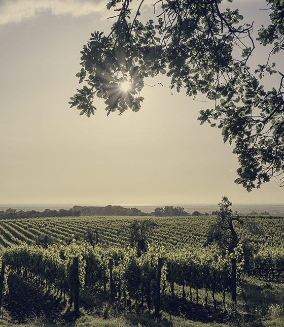 territorio-cecchi-sideimage