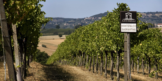 Sagrantino Vineyard Slope website