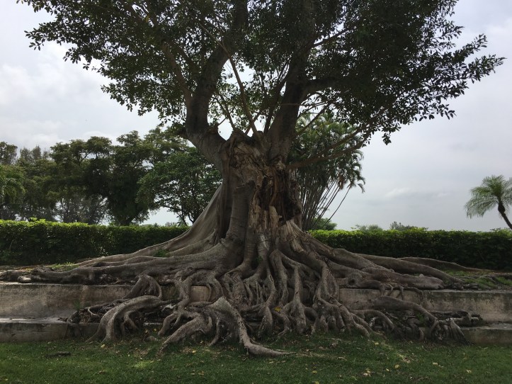 Banyan Tree