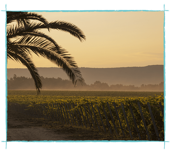 Sardegna Sella e Mosca Vineyards