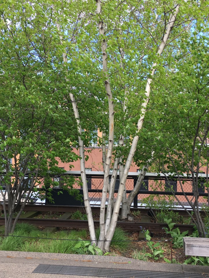 White Birch Tree