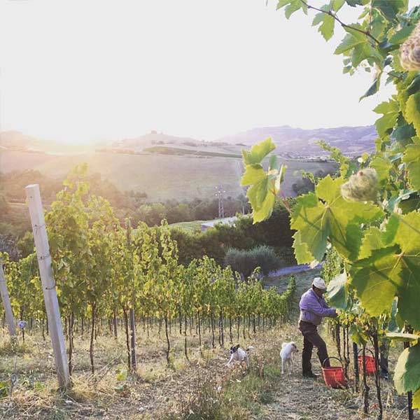 Hillsides from TS website