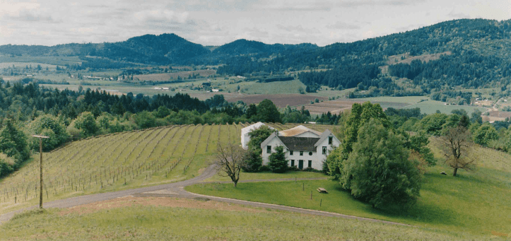 Laurel+Ridge+Vineyard+circa+1993 from GC website