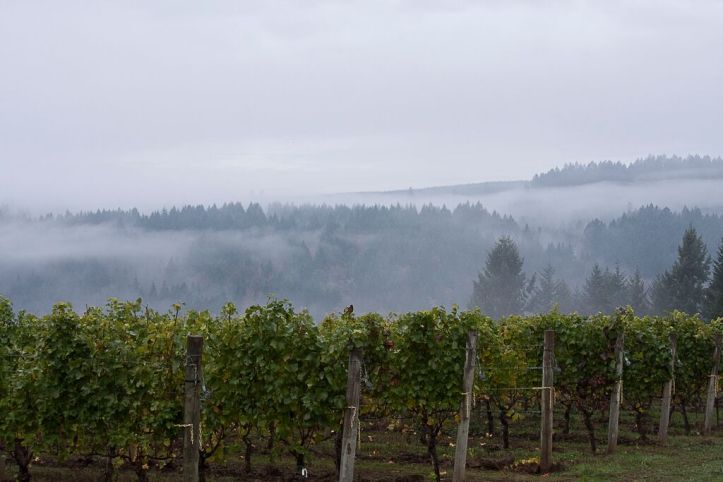 PG Cellars Estate Vineyard from website