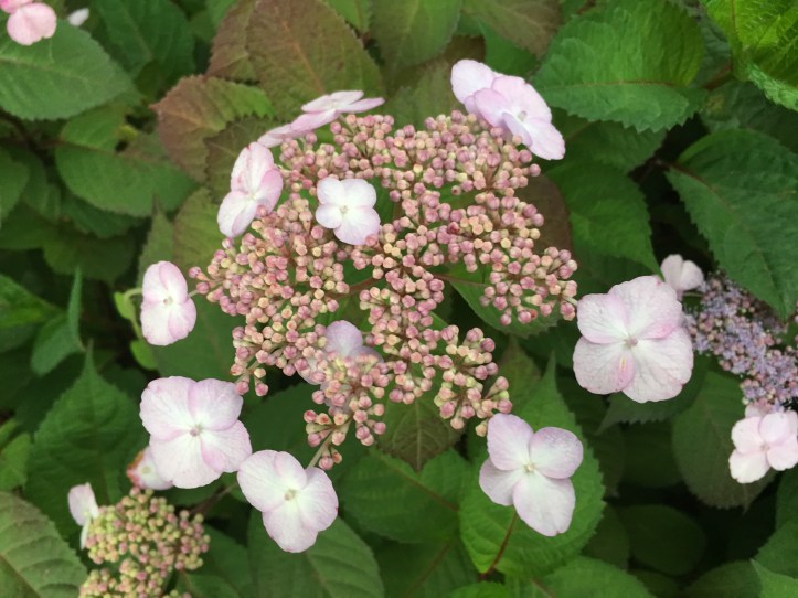 Pink Clusters Monday am