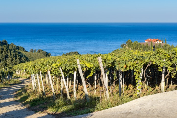 Txakoli vineyards with Cantabrian sea in the background, Getaria in Basque Country, Spain