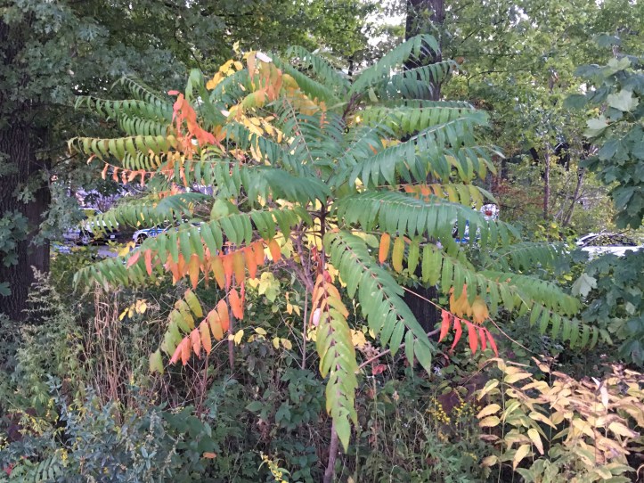 Autumn Themed Palm Tree