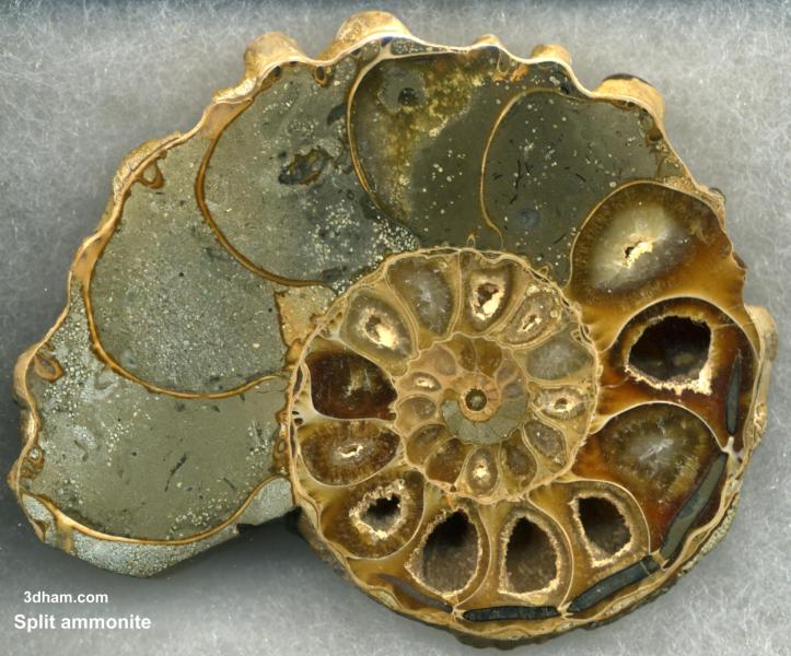 Split Ammonite wikimedia commons John Alan Elson