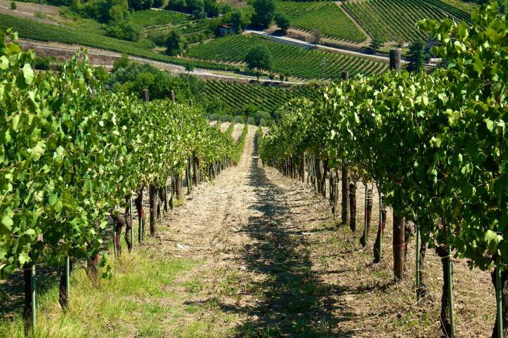Montefusco Vineyard Mastroberardino Greco di Tufo